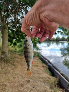 European Perch