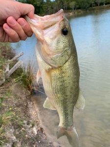 Largemouth Bass