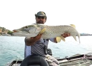 Northern Pike