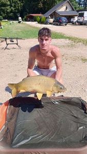 Common Carp