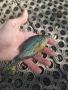 Green Sunfish