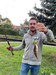 European Perch