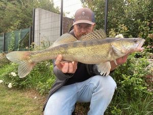 Zander