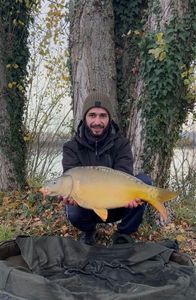 Mirror Carp