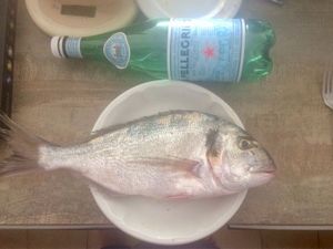 Gilthead Seabream