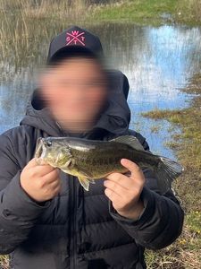 Largemouth Bass