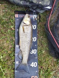 Chub