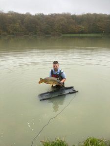 Common Carp