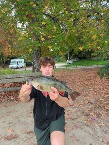 European Perch