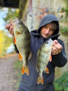 European Perch