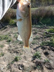 Largemouth Bass