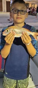 African Red Snapper