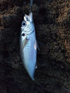 Atlantic Horse Mackerel