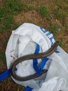 European Eel (Common Eel)