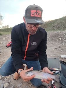 Rainbow Trout