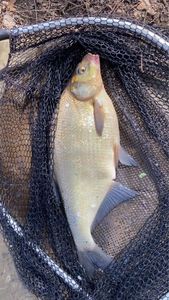 Common Bream