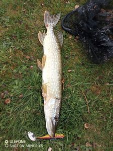 Northern Pike