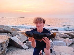 Ballan Wrasse