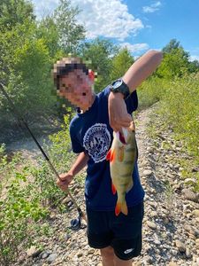 European Perch