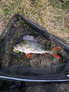 European Perch