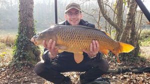 Common Carp
