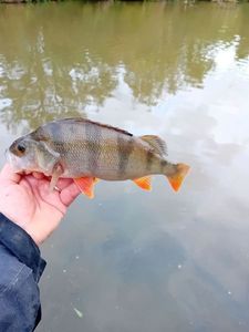 European Perch