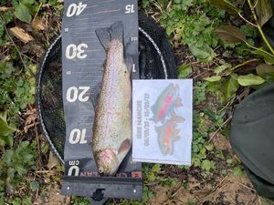 Rainbow Trout