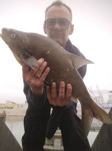 Common Bream