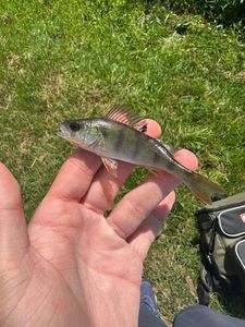 European Perch