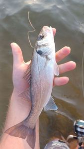 European Bass (Seabass)