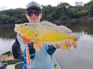 Peacock Bass ( Monoculus)