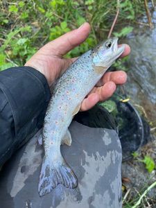 Brown Trout