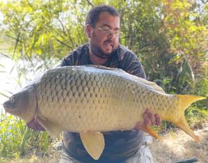 Common Carp
