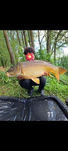 Mirror Carp