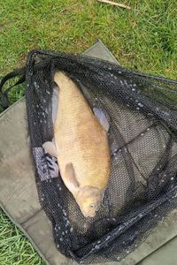 Common Bream