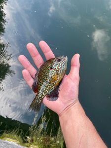Green Sunfish