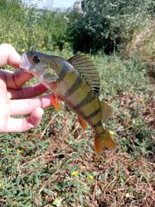 European Perch