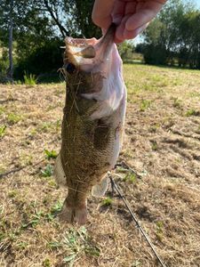 Largemouth Bass