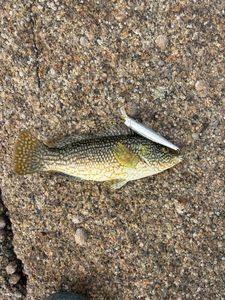 Ballan Wrasse