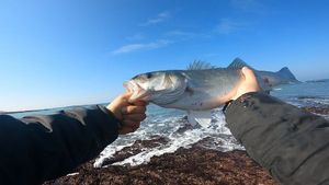 European Bass (Seabass)