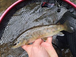 Brown Trout