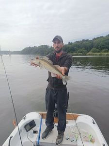 Zander