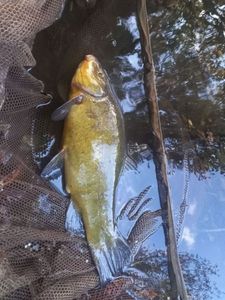 Tench