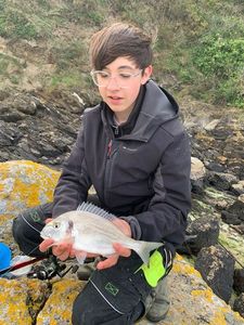 Gilthead Seabream