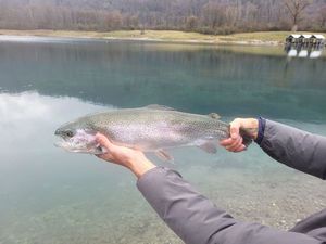 Rainbow Trout