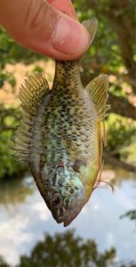 Green Sunfish