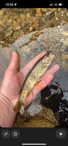 Brown Trout