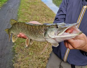 Northern Pike