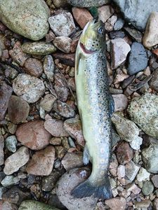Brown Trout
