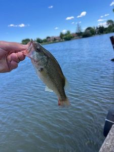 Largemouth Bass